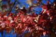 Maple