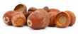 dry brown acorns