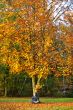 Autumn tree colors