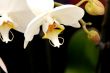 White Orchid
