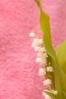 lily of the valley
