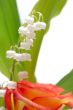 lily of the valley