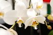 White Orchid