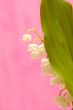 lily of the valley