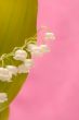 lily of the valley