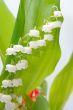 lily of the valley