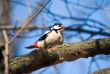 woodpecker