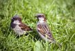 Two sparrows in a grass