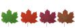 autumn leaf