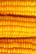 Corn background