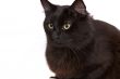Black cat