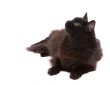Black cat