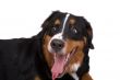Yawning dog