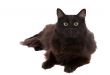 Funny catface