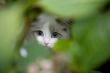 Hiding