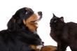 As cats and dogs