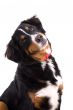 Bernese mountain dog