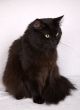 Black cat