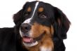 Dog portrait
