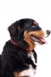 Adorable dog