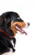 Happy dog