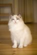 Ragdoll kitten