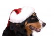 Christmas dog