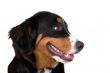 Bernese Mountain Dog