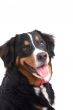 Happy dog