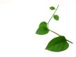 Elegant green ivy twig over white background