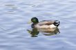 Mallard Wet Bill