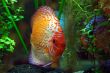 Diskus fish