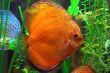 Diskus fish