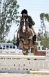 Horse Hurdling