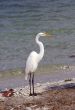 Heron 5