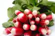 bunch of radish