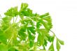 fresh parsley