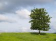 lonely tree