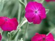 pink flowers