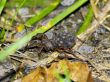 wolf spider