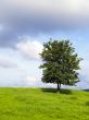 lonely tree