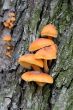 Heap of the fungi