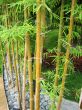 Bamboo Garden