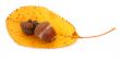 acorns and dry fall leaf