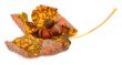 curled maple leaf with acorns