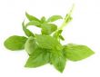 young fresh basil
