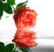 Beautiful red rose