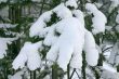 branch of an evergreen tree