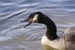 Goose Eating