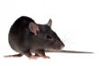 small rat
